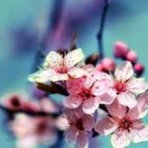 Meet your Posher, Ally