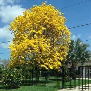 Meet your Posher, Penny