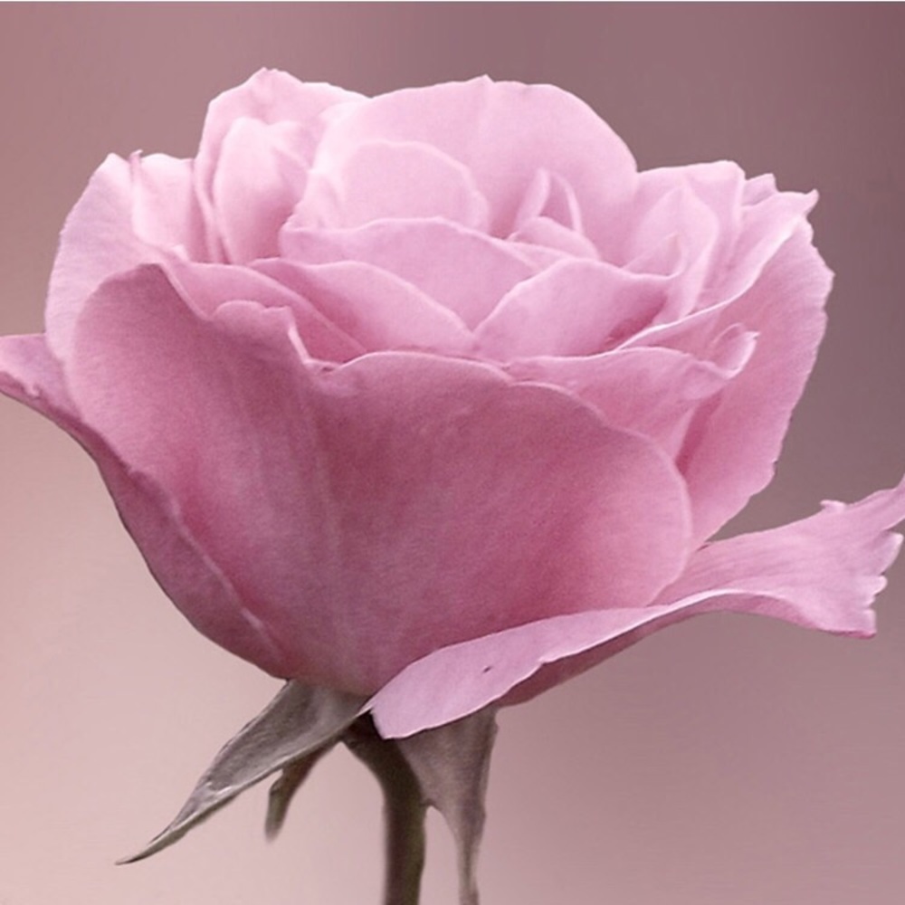 Meet your Posher, Tanya