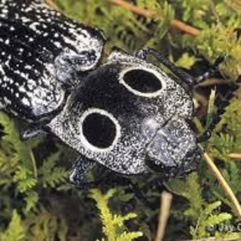 Meet your Posher, Michele