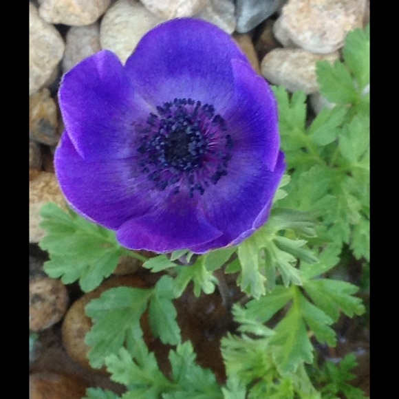 Meet your Posher, Ashley - Picture 1 of 1