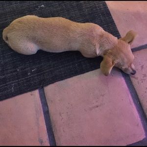 Meet your Posher, Jahayra