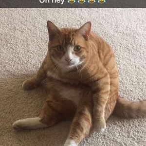 Meet your Posher, Kris