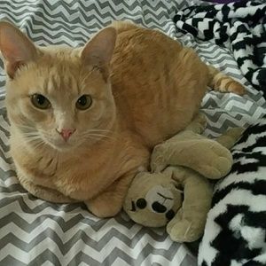 Meet your Posher, Tosha