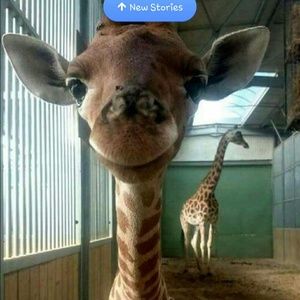 Meet your Posher, Deana