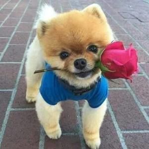 Meet your Posher, Pam