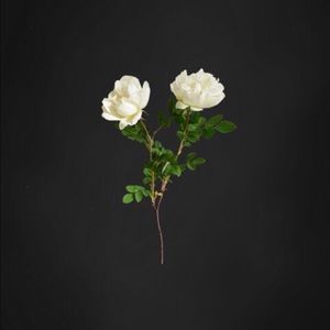 Meet your Posher, Dante