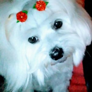 Meet your Posher, Roxana