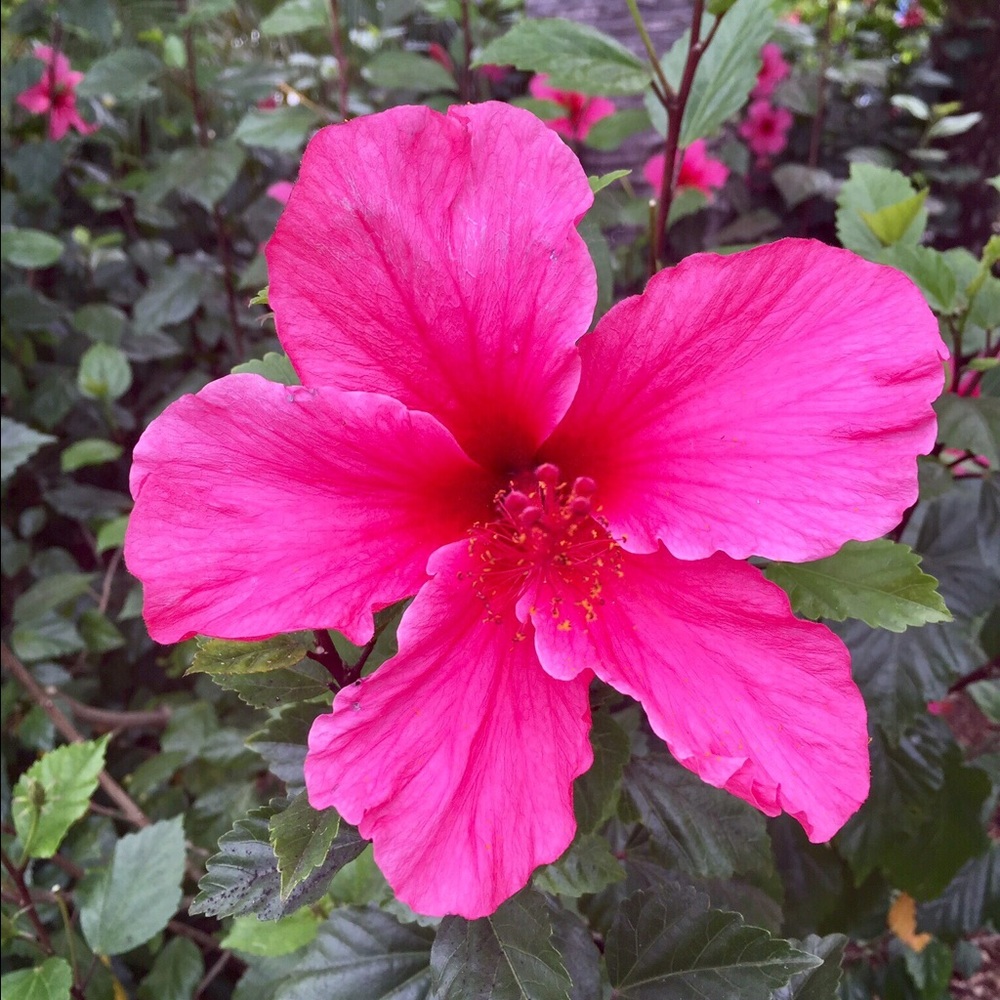 🌺 Meet your Posher, Dyanne