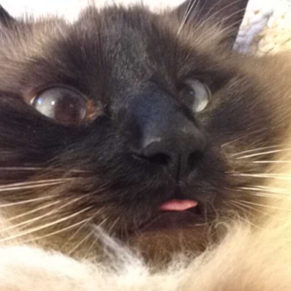 Meet your Posher, Adrienne - Picture 3 of 4