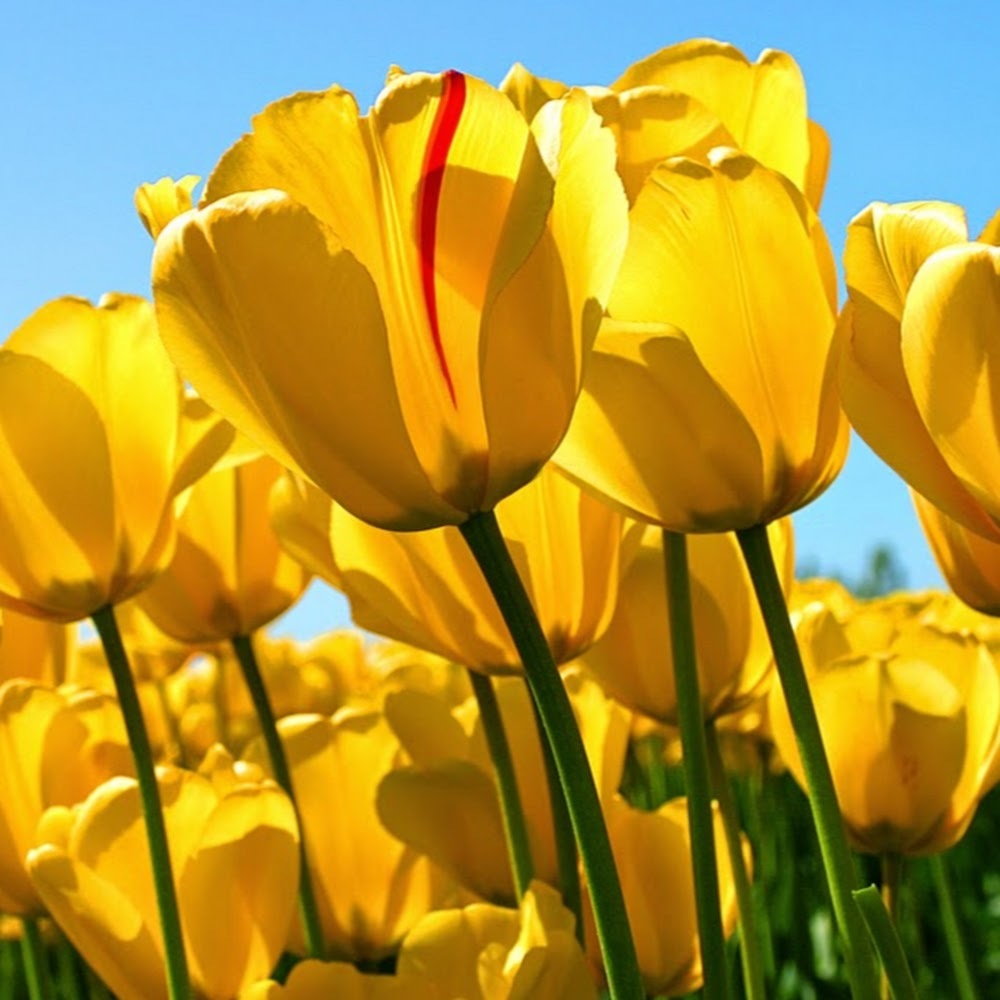 Meet your Posher, Sherrie