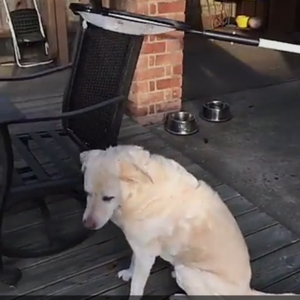 Meet your Posher, Raven