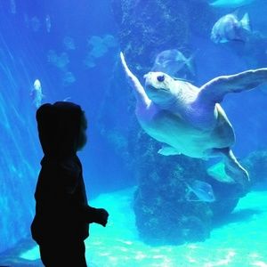 Meet your Posher, Sam