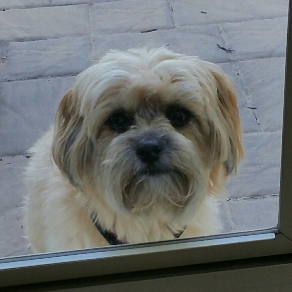 Meet your Posher, Tracy