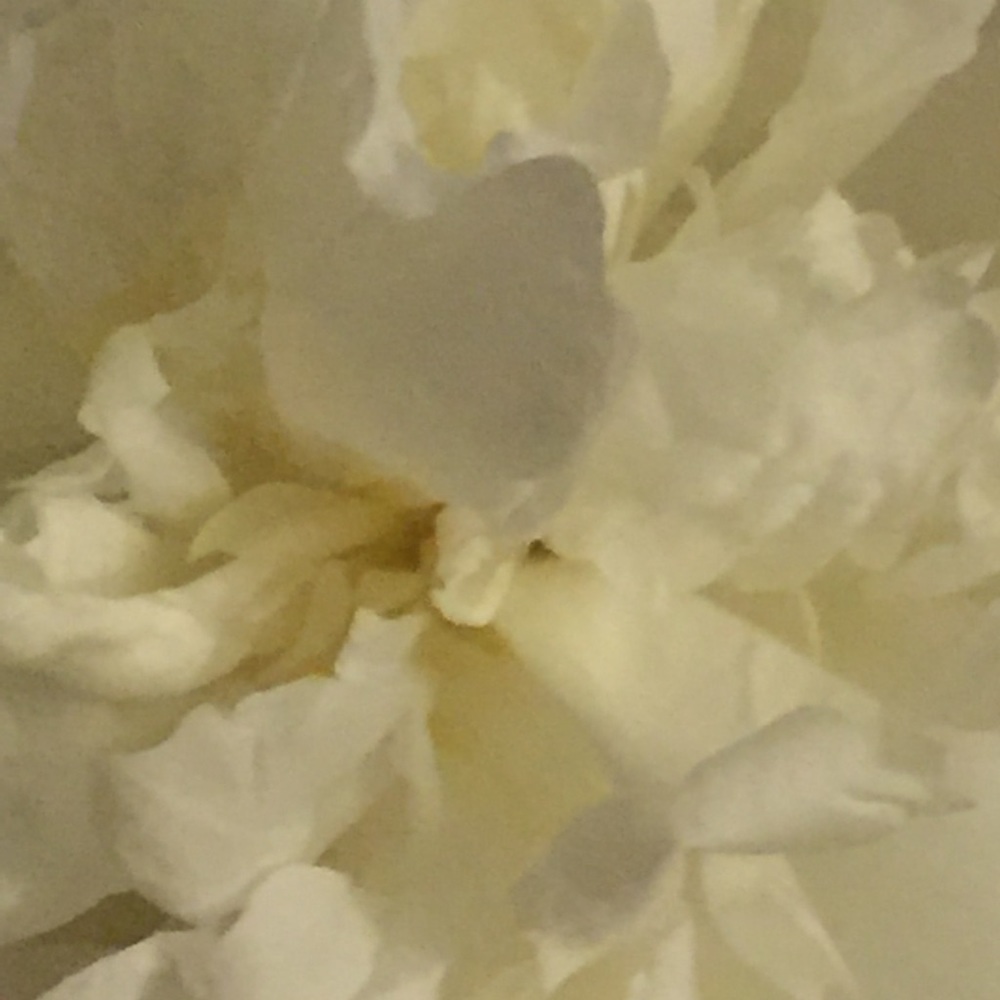 Meet your Posher, Destanie