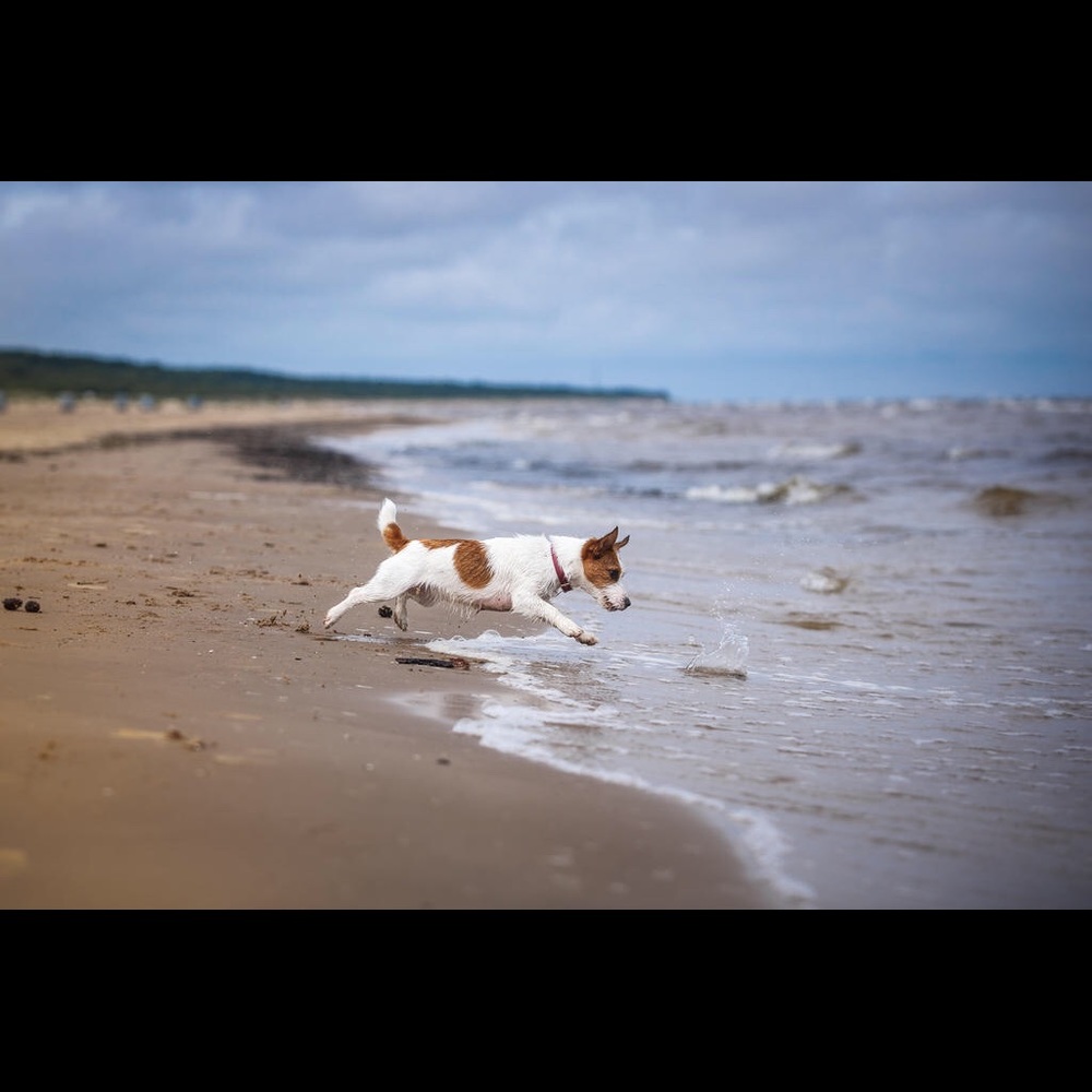 Meet your Posher, Bill