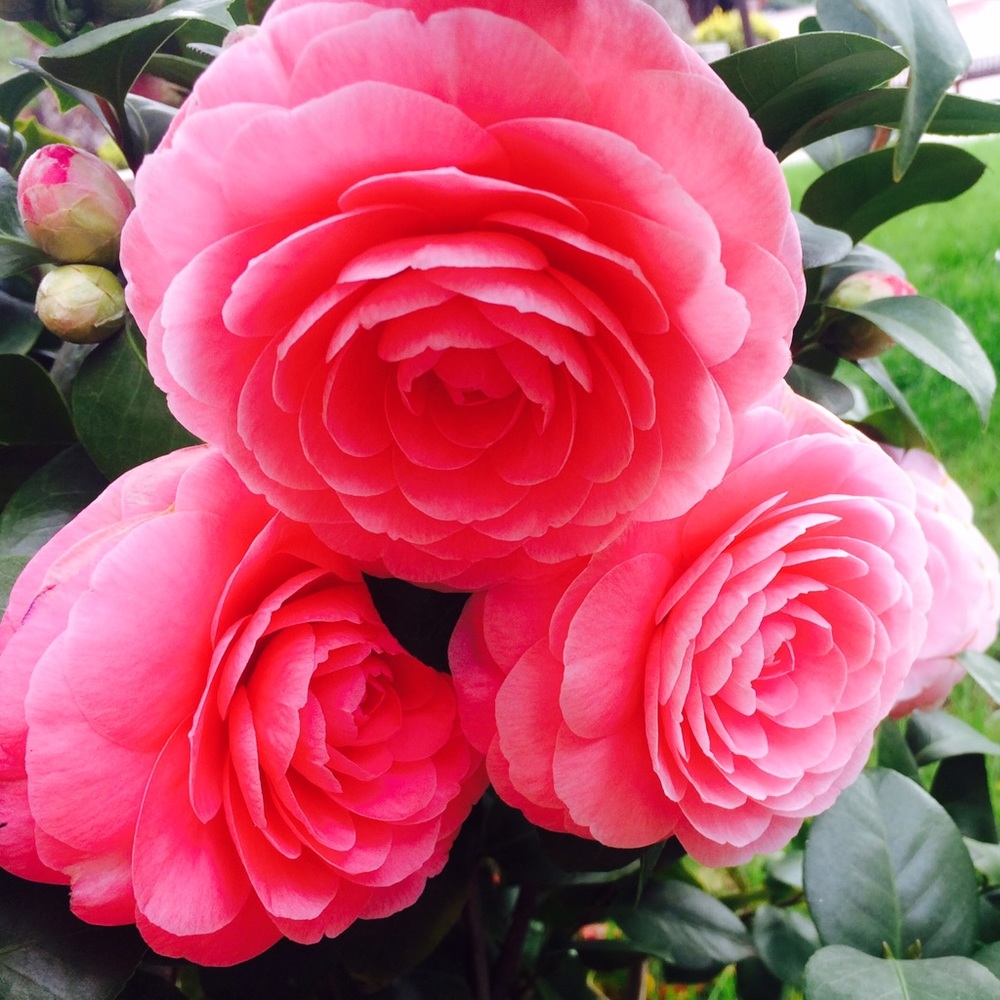 Meet your Posher, Rubi