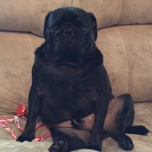 Meet your Posher, Bill