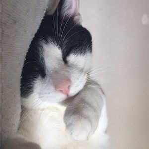 Meet your Posher, Jessie