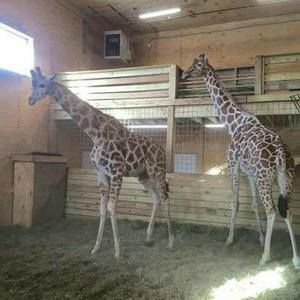 Meet your Posher, Farrah