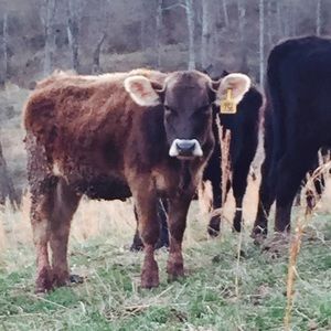 Meet your Posher, Ronda