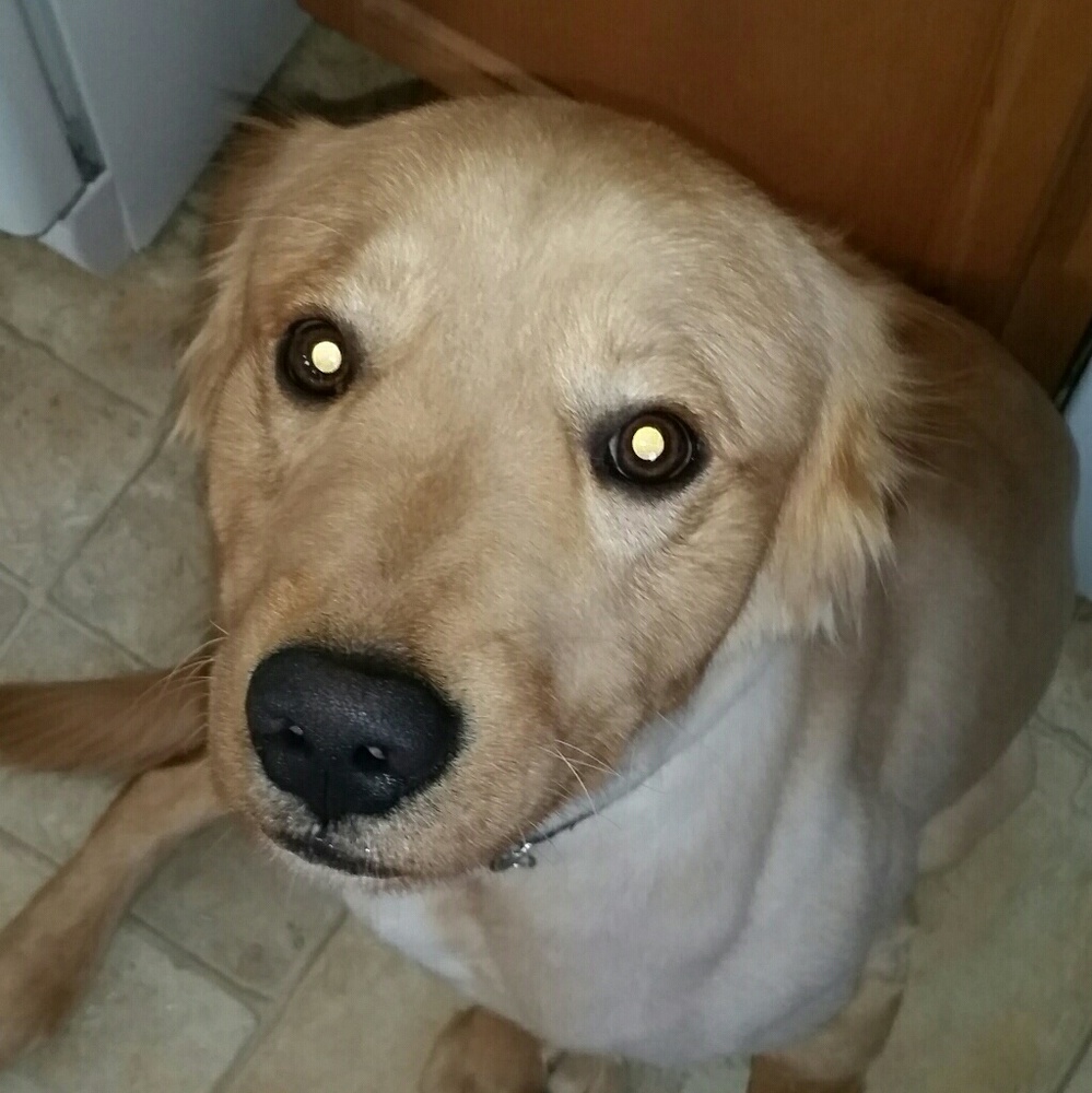 Meet your Posher, Thomas