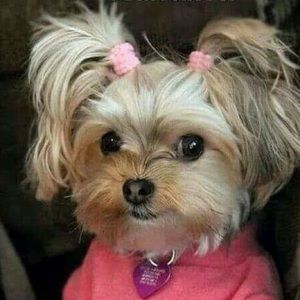 Meet your Posher, Amber