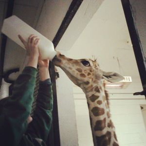 Meet your Posher, Sara