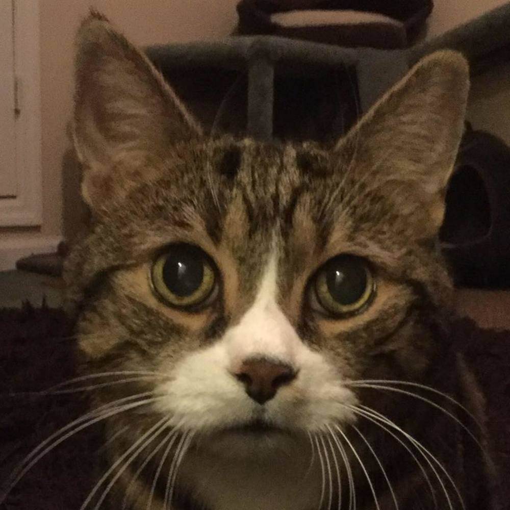 Meet your Posher, Donna