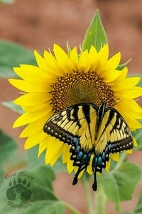 Meet your Posher, Cathy