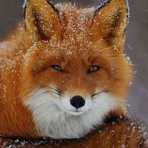 Meet your Posher, Lana