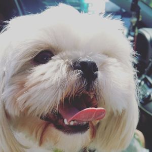 Meet your Posher, Lily