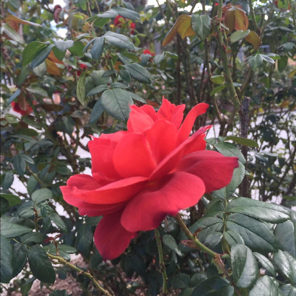 Meet your Posher, Arden