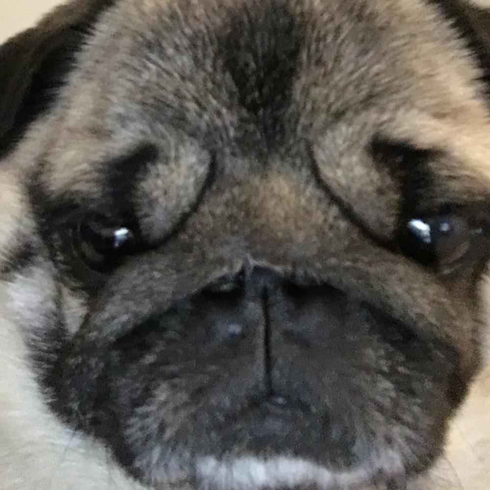 Meet your Posher, Diane