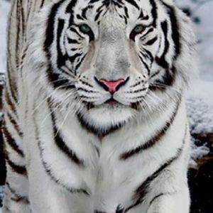 Meet your Posher, Hattie