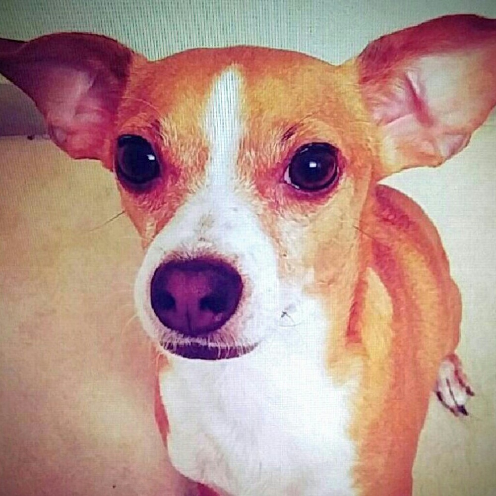 Meet your Posher, Xylia