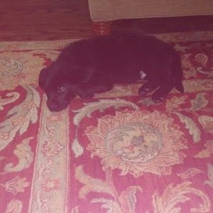 Meet your Posher, Ella