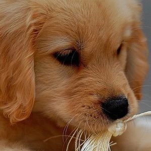 Meet your Posher, Cameron