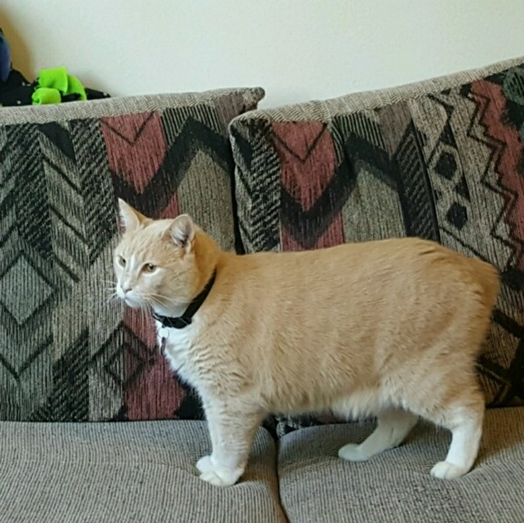 Meet your Posher, Tessa - Picture 2 of 3