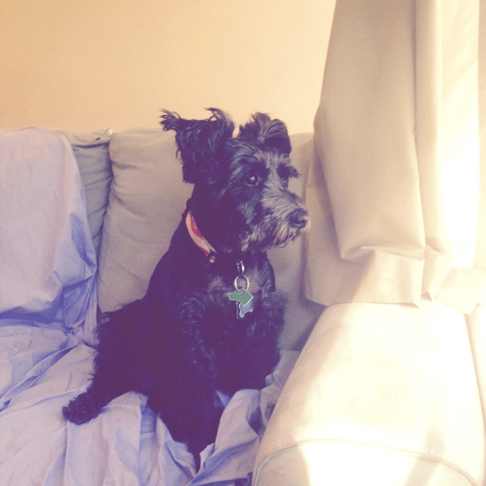 Pet Friendly Closet!! Welcome dog friends 🐶🐩🐾