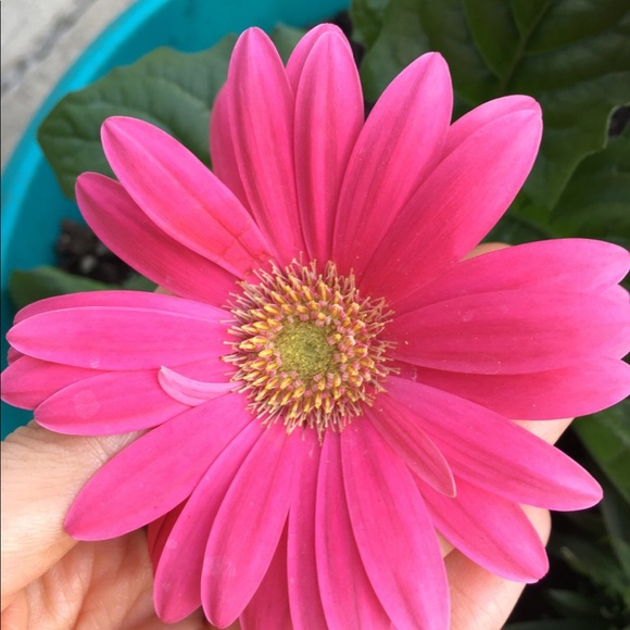 Meet your Posher, Luzmaria - Picture 4 of 6