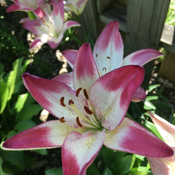 Meet your Posher, Luzmaria - Picture 6 of 6