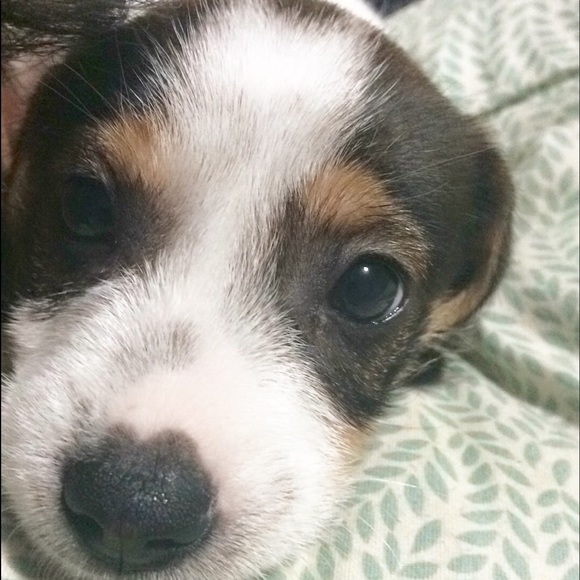 Your Posher - Picture 2 of 2