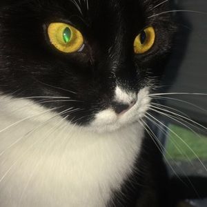 Meet your Posher, Audrey