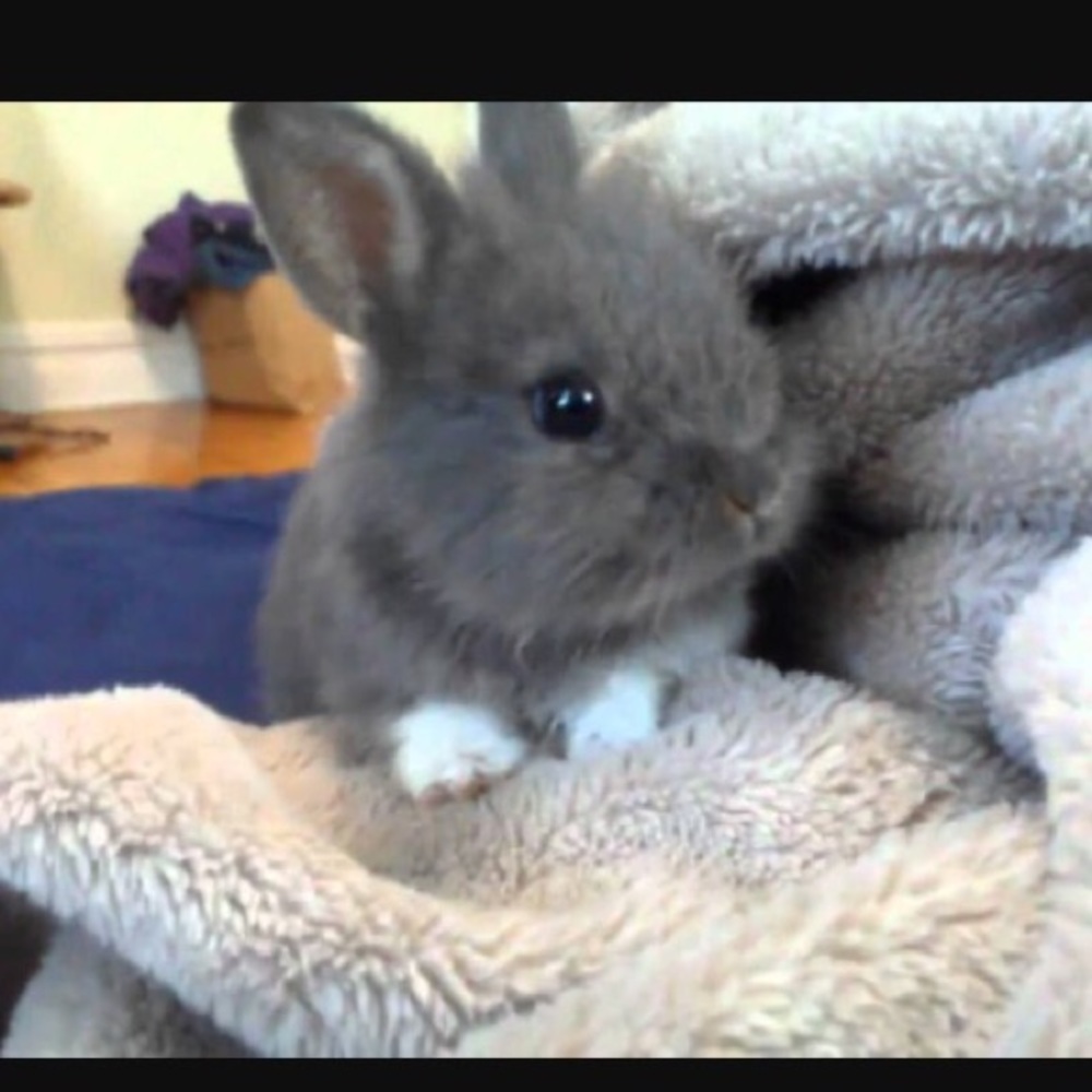 Meet your Posher, Jasmine