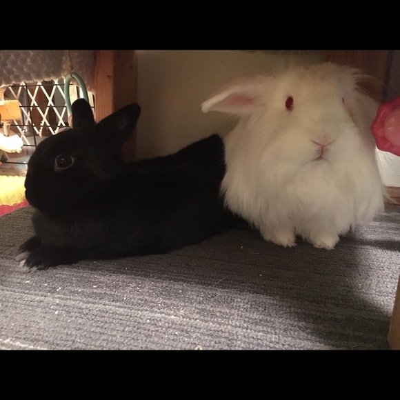 Meet your Posher, Becky - Picture 5 of 8