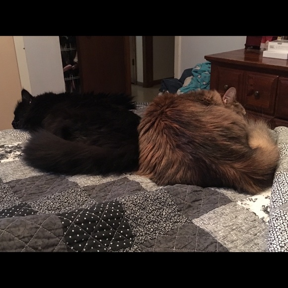 Meet your Posher, Becky - Picture 6 of 8