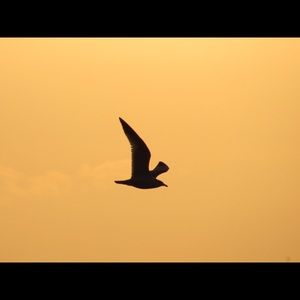 Meet your Posher, Al