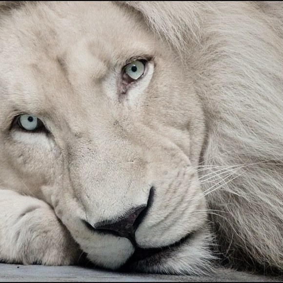 Meet your Posher, Kit - Picture 1 of 1