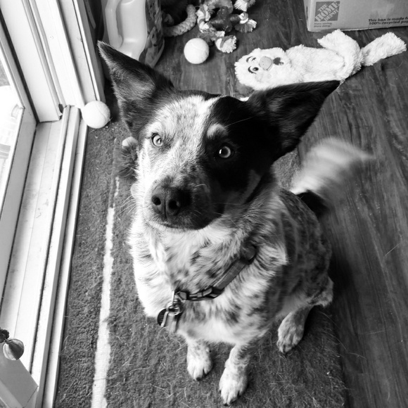 Meet your Posher, Jessie - Picture 1 of 1